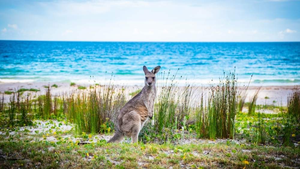 OC-AUSTRALIA-Cultura