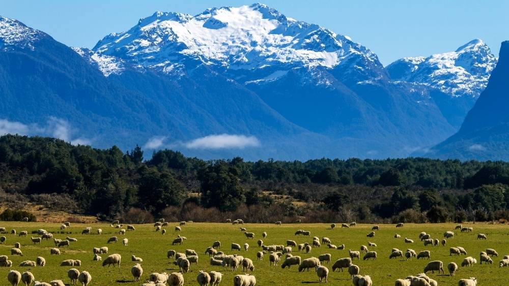 OC-NUEVA ZELANDA-Cultura